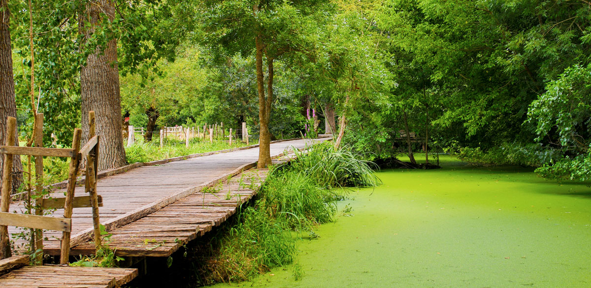 Balades à la Venise verte en Marais Poitevin