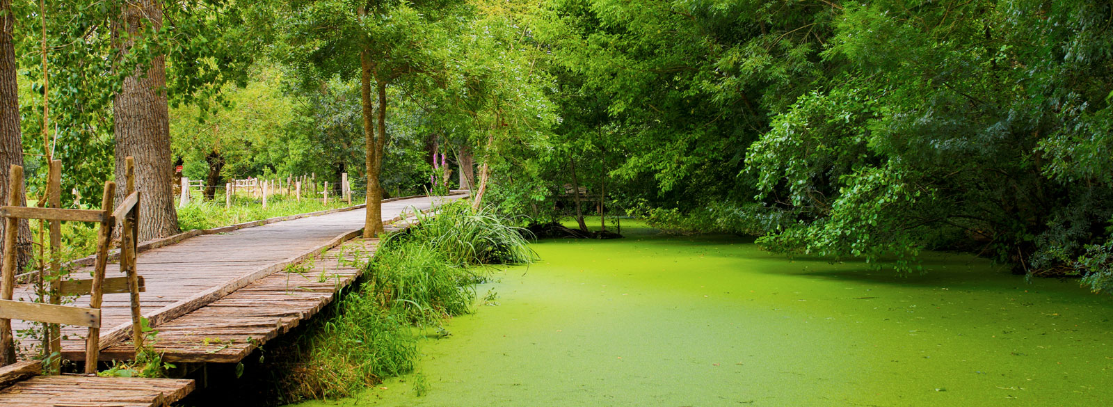 Balades à la Venise verte en Marais Poitevin